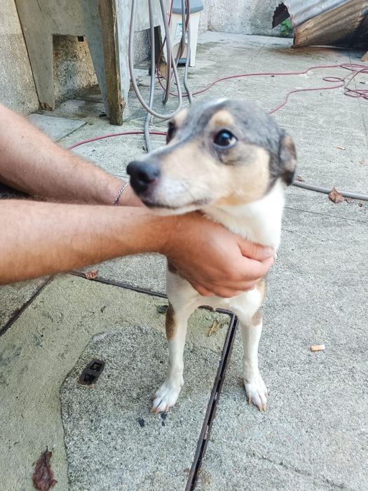 Cão para adoção responsável