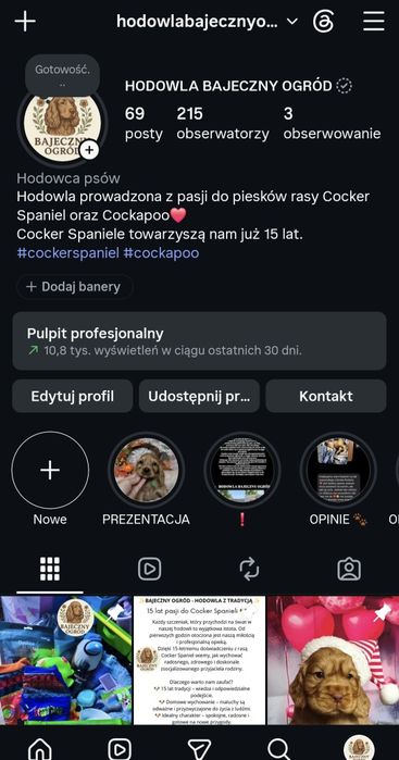 Cocker Spaniel Angielski piękny piesek hodowla jednorasowa