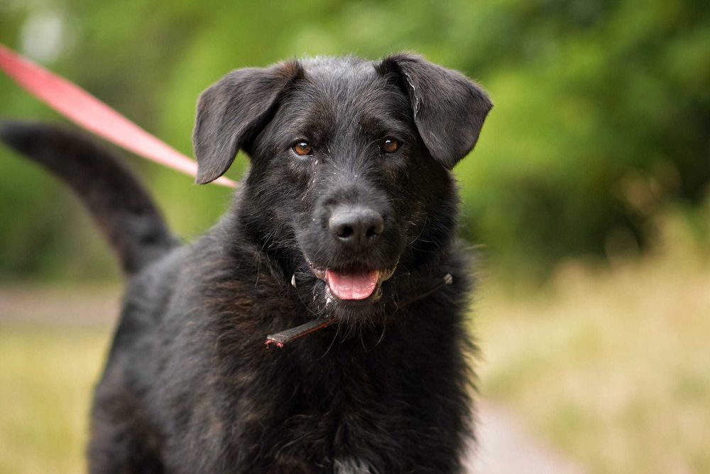 Terierowaty Wigor szuka domu