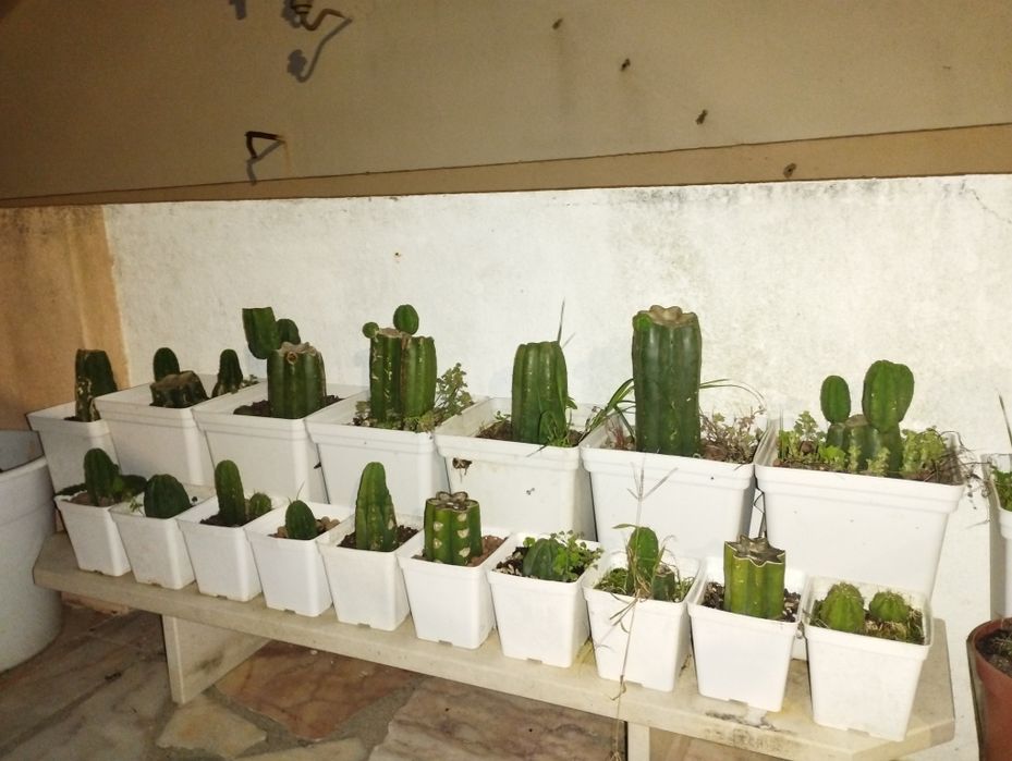 Cacto S.Pedro Echinopsis
pachanoi