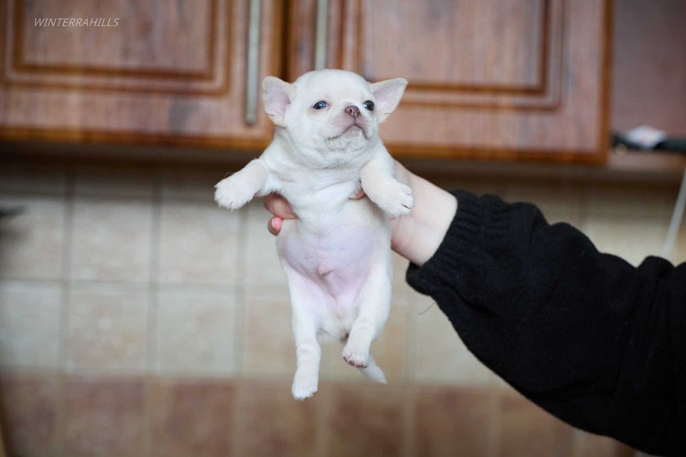 Неймовірні хлопачки чихуахуа КСУ