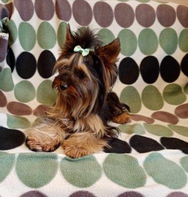 Yorkshire terrier dorosły pies