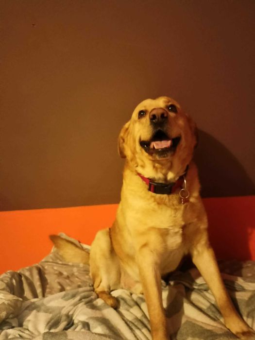 Labrador szuka nowego domu