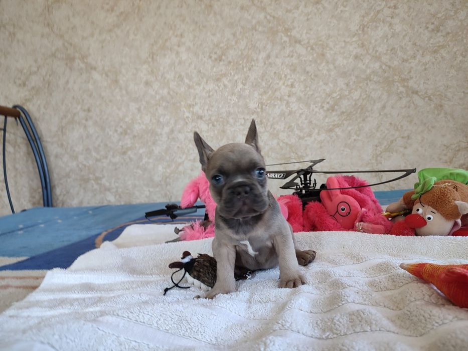 французики девочка и два мальчика