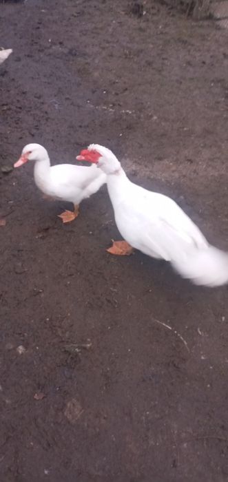 Продам 1 бiлу качку нiмецькоi  лiнii(ваговики)та  3 селехiв чорних про