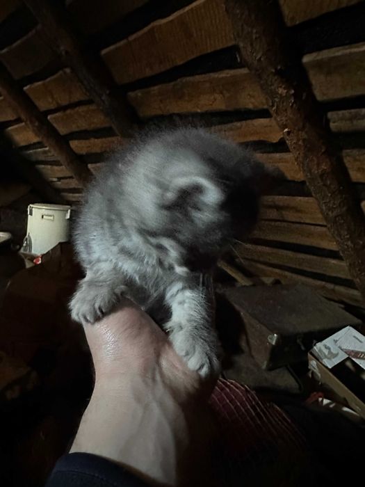 Породистие кошенята