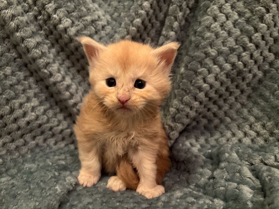 Kocięta Maine coon z rodowodem FPL