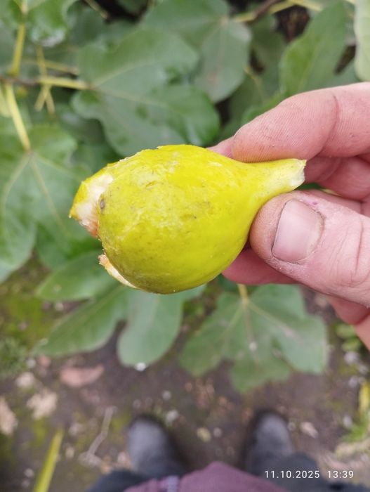 Інжир гранат актинідія