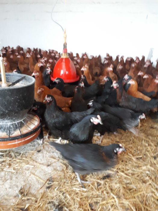 Kury nioski młode Rosa Dominant Leghorn Messa Dowóz Gratis Zapraszam