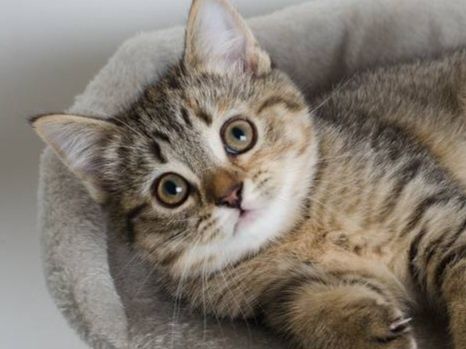 Шотландская прямоухая кошечка