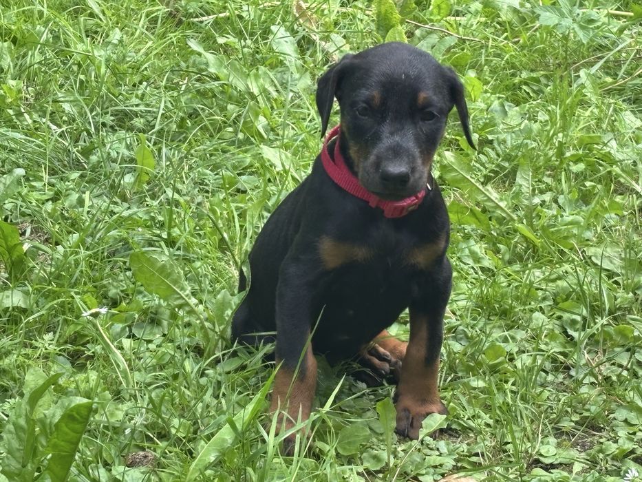 Doberman szczeniak