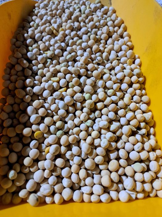 Groch polny pasza worek 25 kg