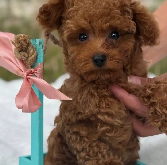 Гарні малята той пудель