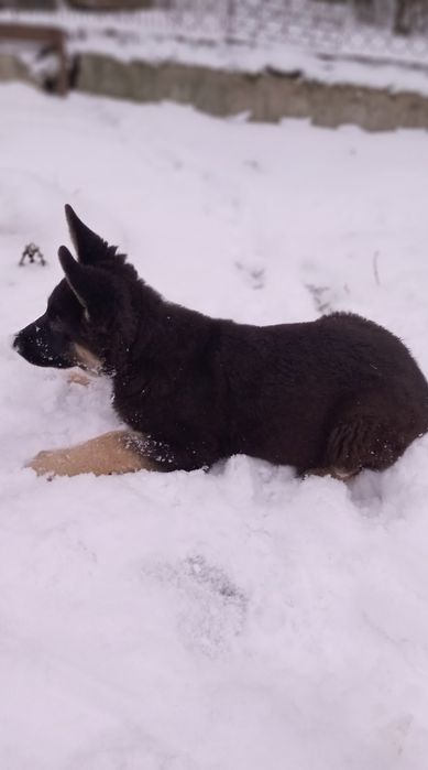 Схсідно-європейська вівчарка