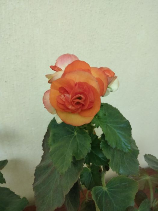 Набір із трьох бегоній елатіор