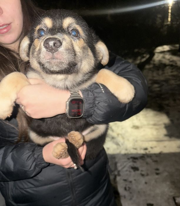 Дуже потрибна допомога щенкам