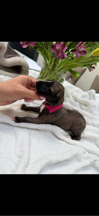 Whippet chart suczka