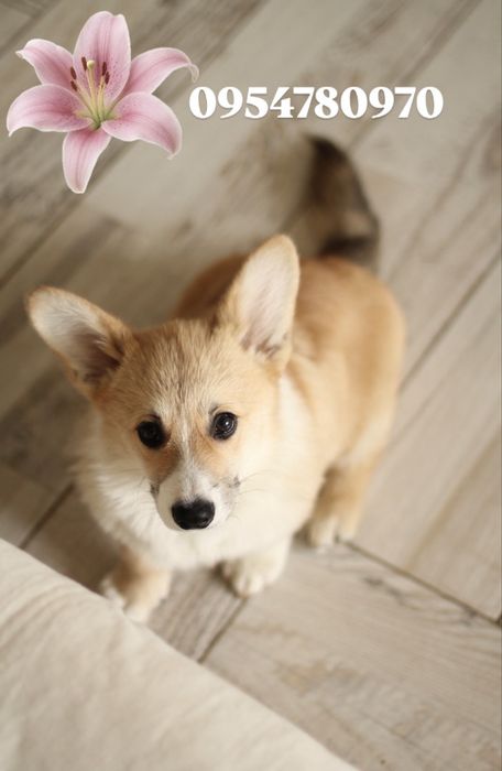 Вельш Корг цуценя хлопчик коргі