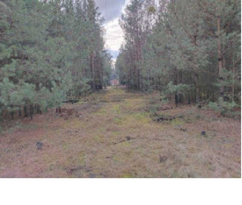 Syndyk sprzeda działki 391 i 392 Bagienice Wielkie, gmina Chorzele