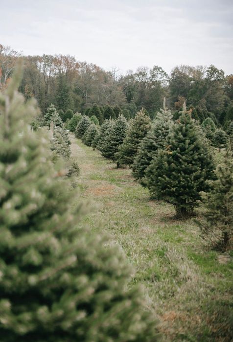Okazałe choinki z dowozem i wniesieniem