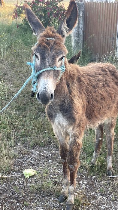 Vende se Burros 8 meses cada