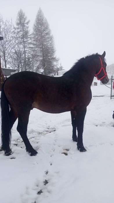 Sprzedam ogiera 2.5 letniego