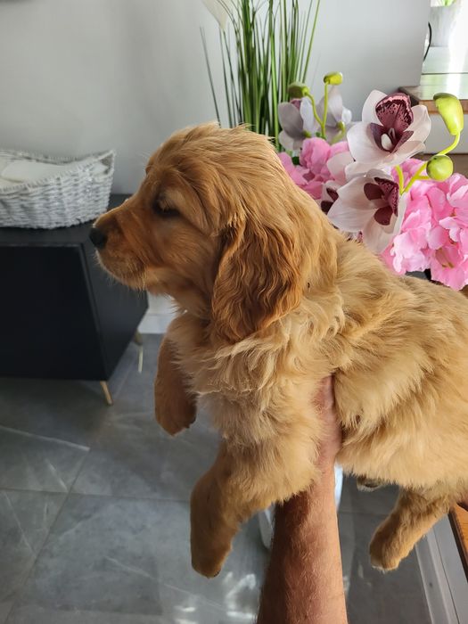 Golden Retriever ciemno złote  Badania genetyczne.