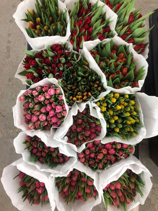 Оптові продажі Тюльпанів Голландський  та Український!