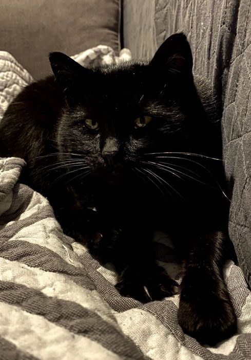 Котик в добрі руки