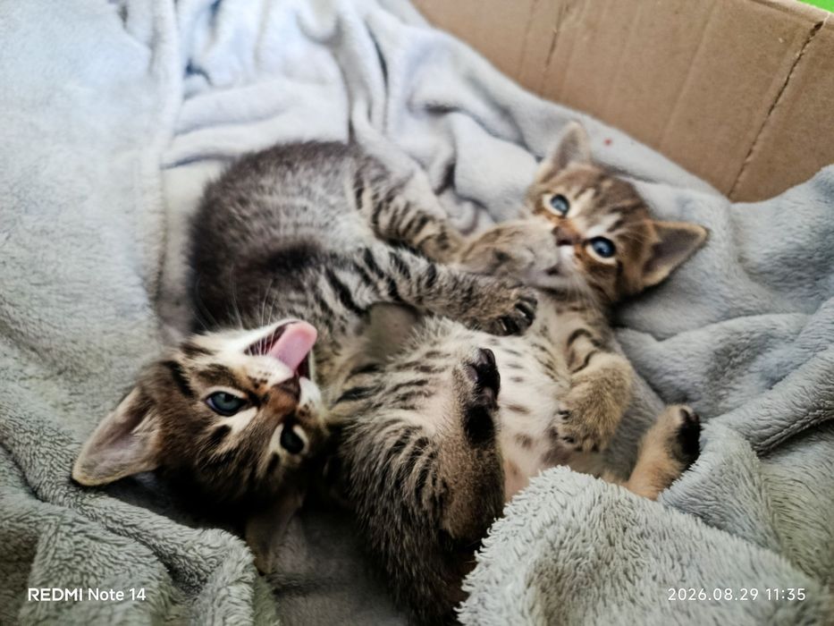 Віддам кошенят в хороші руки