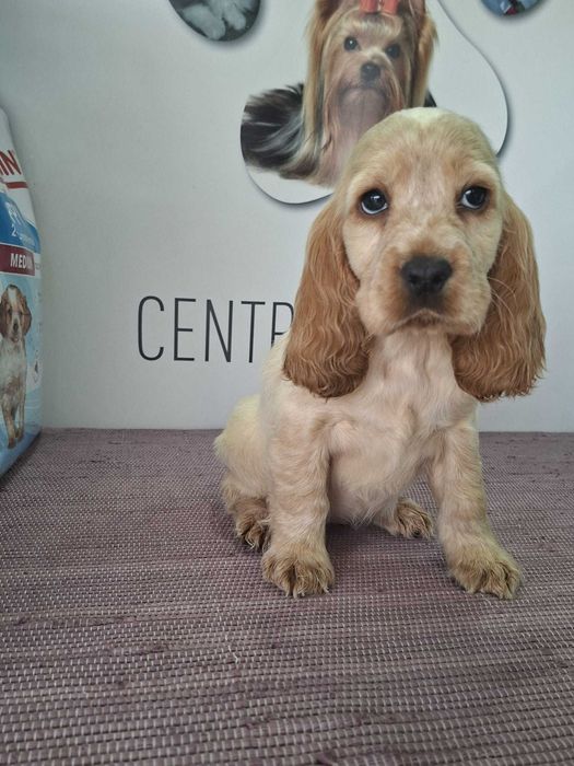 Cachorra Cocker Spaniel Inglês TOP