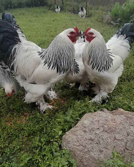 Півень Світлої Брами.