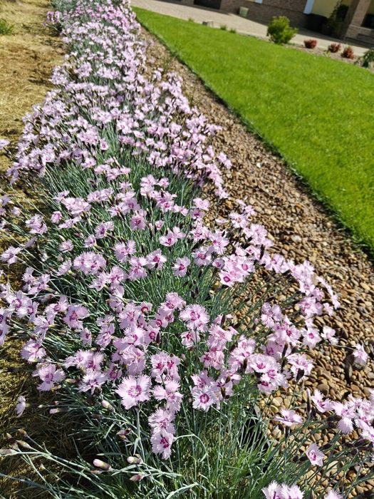 Гвоздика садова ароматна