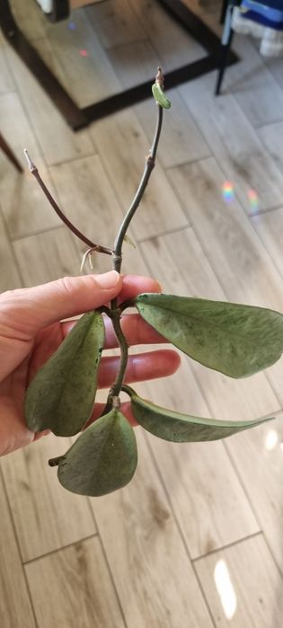 Hoya Pubicalyx Pink Silver Ghost