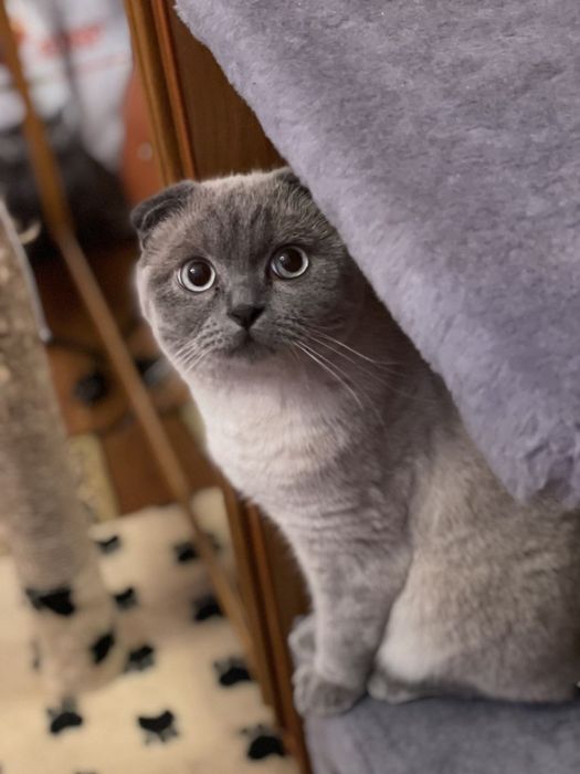 Передержка животных