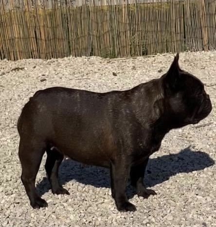 Bulldog francês macho