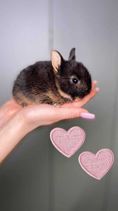 Декоративные милые кролики, микро малыши для квартиры или дома