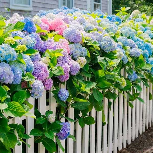 Сульфат алюмінію 1кг (для гортензії)