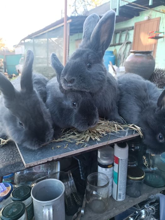 Кролики Віденська Блакитна, Бургундці НЗК НЗБ