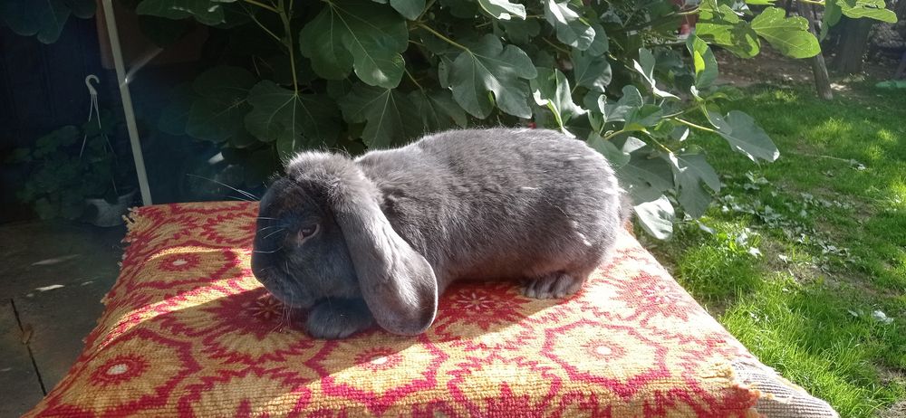 Самець французький баран