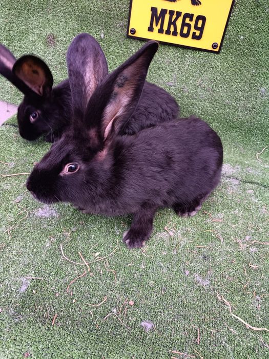 Olbrzym belgijski czarny samiczki z rodowodem