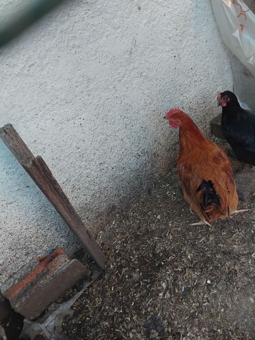 Galo adulto português