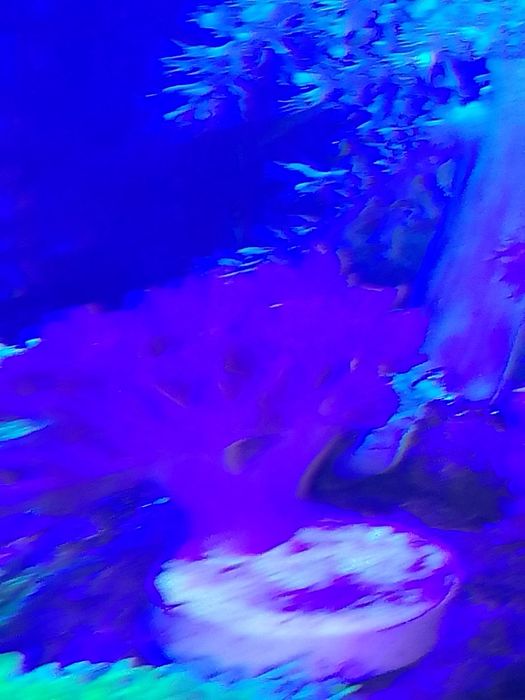 Corais Xénia pulsing coral mole com oferta de frag GSP