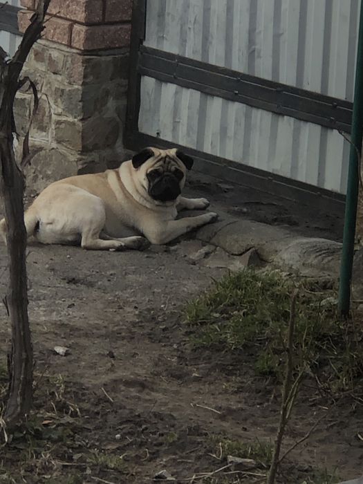 Вʼязка мопс. Щенята