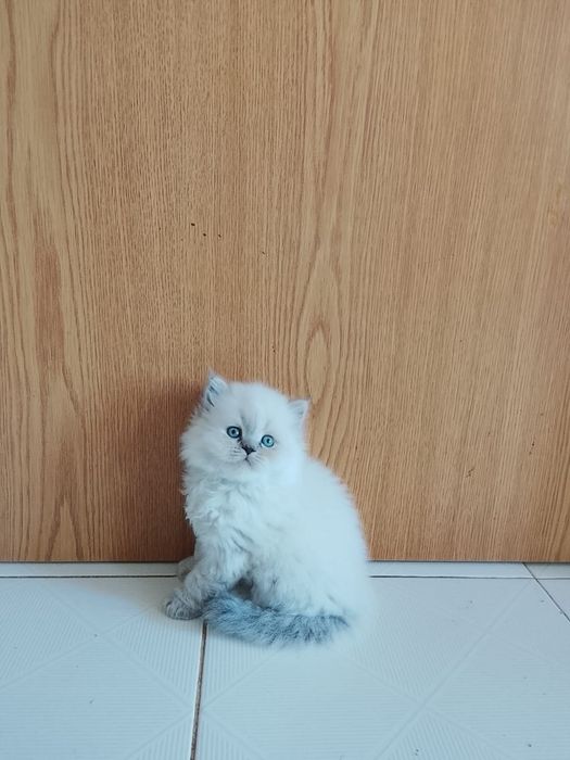 Gatinho Scottish Straight