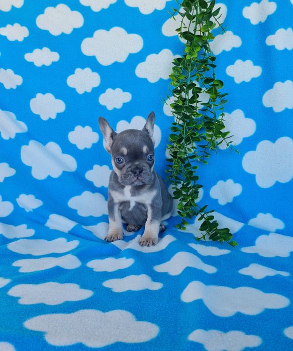 Estupenda menina blue Bulldog/Bouledog/Buldogue Francês de Qualidade