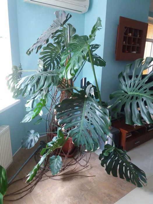 Драцена, фікус -дерево щастя, красиво, подарунок на довгі роки.