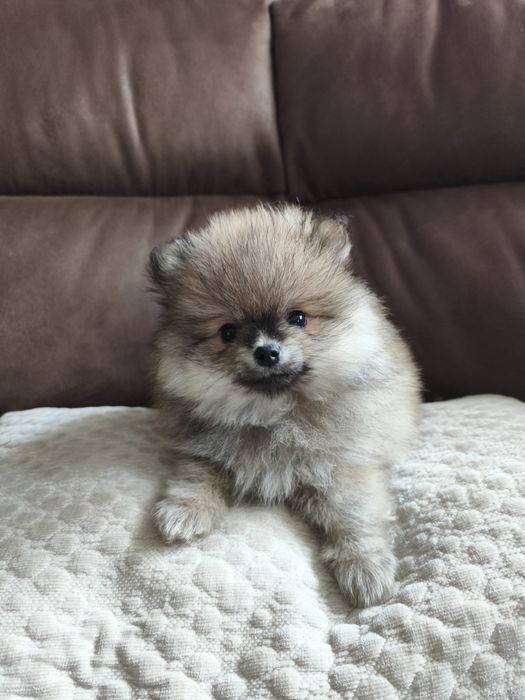Szpic miniaturowy Pomeranian piesek