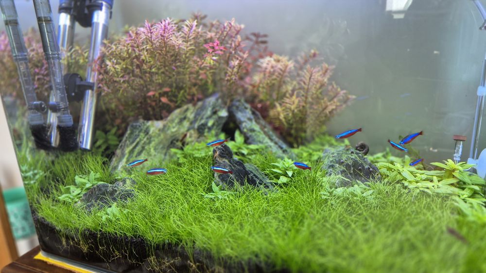 Aquário plantado completo