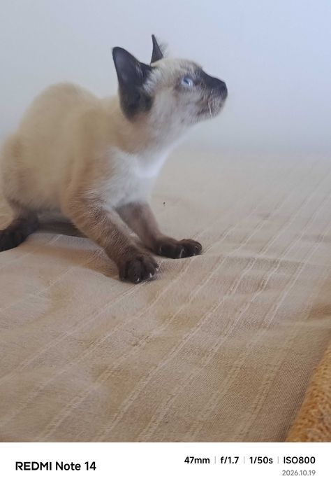 Gatinha para adoção RESPONSÁVEL